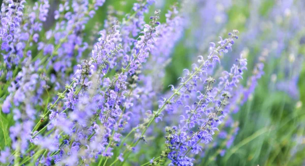 Field Lilac Wildflowers Blurred Background Floral Background Selective Focus — Stock Photo, Image