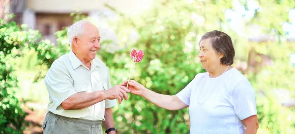 grandfather gives flowers to grandmother. Elderly couple