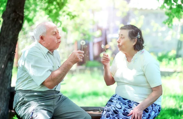 愛している高齢者のカップルがタンポポに吹いて ロイヤリティフリーのストック写真