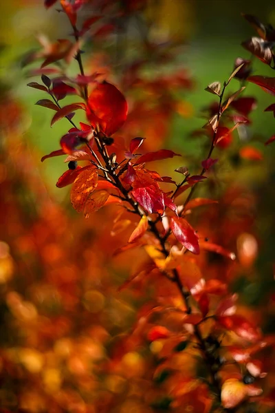 색깔의 잎들이 가을의 — 스톡 사진