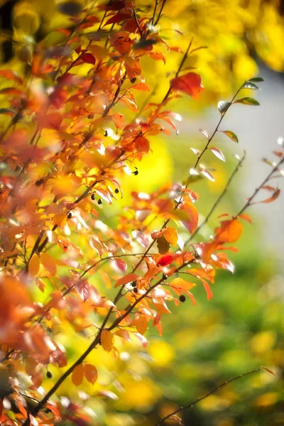 Feuilles Automne Multicolores Sur Fond Flou Fond Automne — Photo