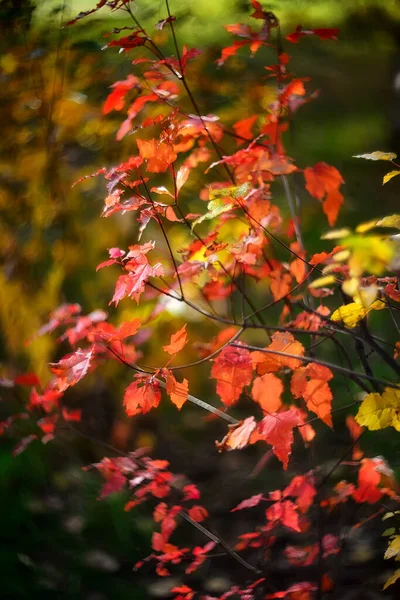 Bunte Herbstblätter Auf Verschwommenem Hintergrund Hintergrund Herbst — Stockfoto