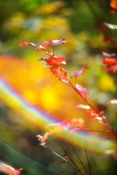 Цветные Осенние Листья Размытом Фоне Осенний Фон — стоковое фото