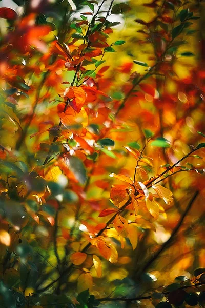 Bunte Herbstblätter Auf Verschwommenem Hintergrund Hintergrund Herbst — Stockfoto