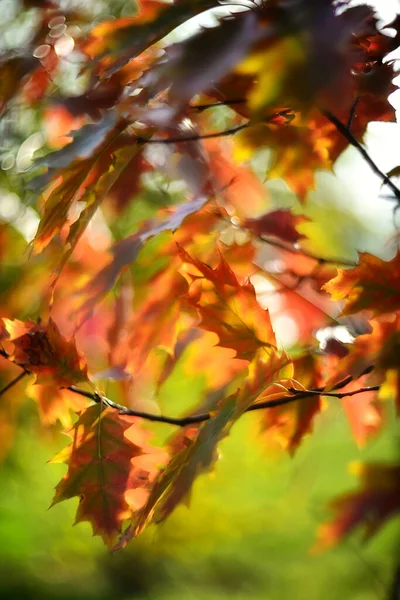 Bunte Herbstblätter Auf Verschwommenem Hintergrund Hintergrund Herbst — Stockfoto