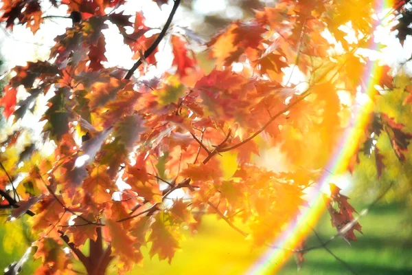 Veelkleurige Herfstbladeren Een Wazige Achtergrond Herfst Achtergrond — Stockfoto