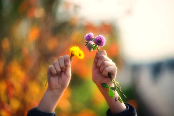 Hands Flowers Blurred Autumn Background — Stock Photo, Image