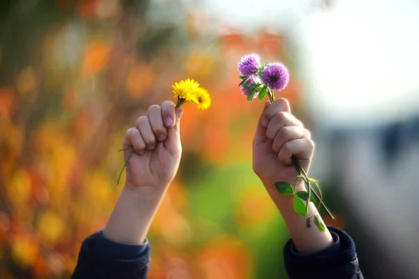 Hands Flowers Blurred Autumn Background — Stock Photo, Image