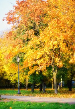 Sonbahar manzarası. Sarı yapraklı ağaç