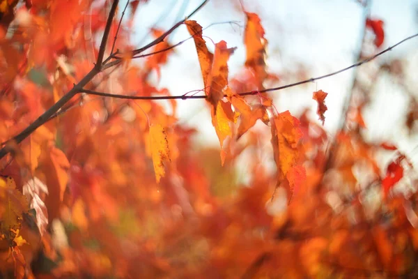 Rote Herbstblätter Auf Verschwommenem Hintergrund — Stockfoto