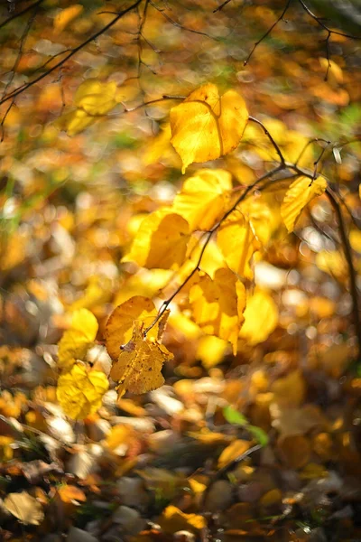 Folhas Outono Vermelhas Amarelas Fundo Embaçado — Fotografia de Stock