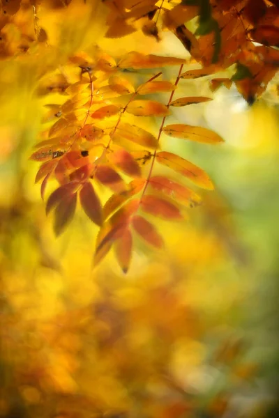 Rode Herfstbladeren Wazige Achtergrond — Stockfoto