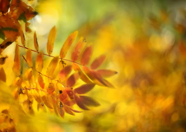 Hojas Rojas Otoño Sobre Fondo Borroso — Foto de Stock