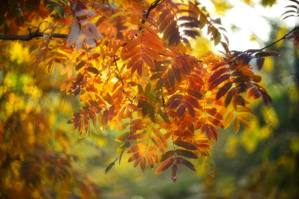 秋の紅葉がぼやけて — ストック写真