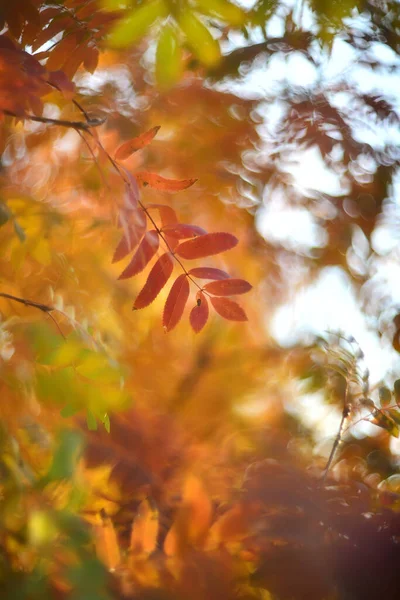 Czerwona Jesień Liście Rozmytym Tle — Zdjęcie stockowe