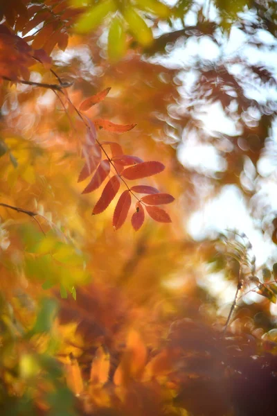 Feuilles Automne Rouges Sur Fond Flou — Photo