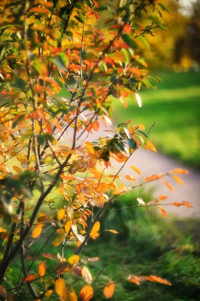 Rote Und Gelbe Herbstblätter Auf Verschwommenem Hintergrund — Stockfoto