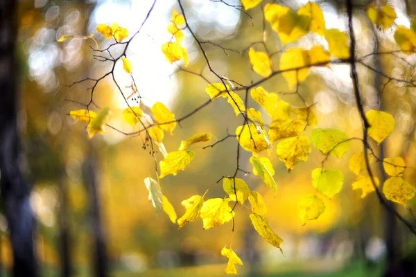 Zweig Mit Gelben Blättern Auf Verschwommenem Hintergrund — Stockfoto