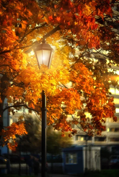 Sonbahar yapraklarında yanan fener. sonbahar arkaplanı