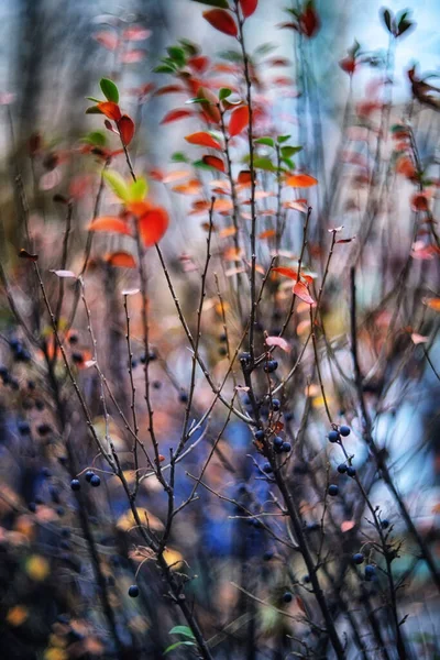 Justificativa Partir Múlticolor Borras Autumo —  Fotos de Stock