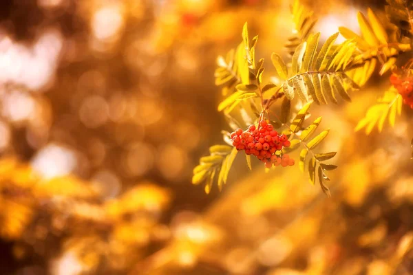 多色の秋は背景がぼやけている 秋の背景 — ストック写真