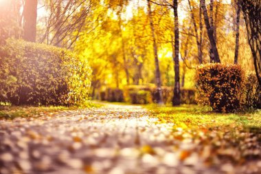 Bokeh ile bulanık sonbahar manzarası. AUTUMN BAKANLIĞI