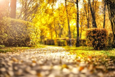 Bokeh ile bulanık sonbahar manzarası. AUTUMN BAKANLIĞI