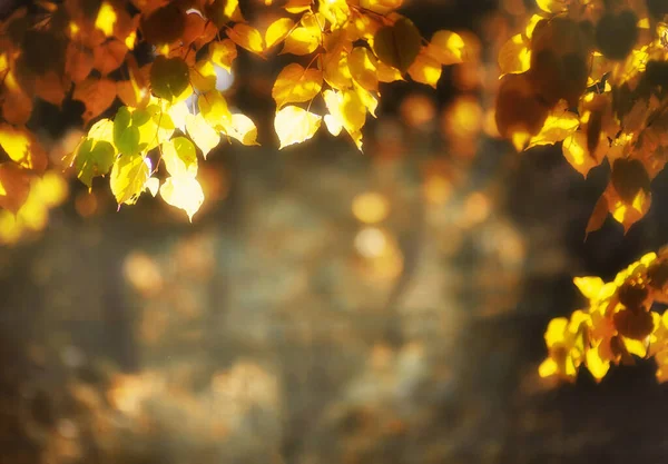 Bacchetto Blured Autunno Con Parti Giallo — Foto Stock