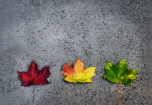 Dreifarbige Ahornblätter Auf Holzgrund Hintergrund Herbst — Stockfoto