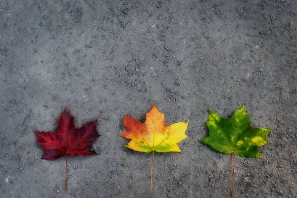 Tres Hojas Arce Color Sobre Fondo Madera Fondo Otoño —  Fotos de Stock