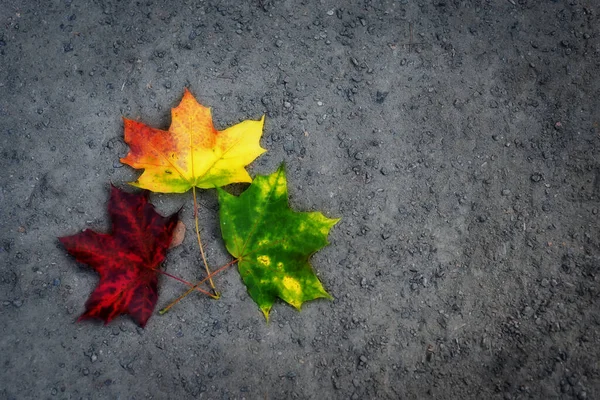 Tres Hojas Arce Color Sobre Fondo Madera Fondo Otoño —  Fotos de Stock