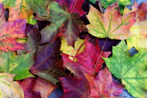 Background Colorful Maple Leaves Autumn Background — Stock Photo, Image