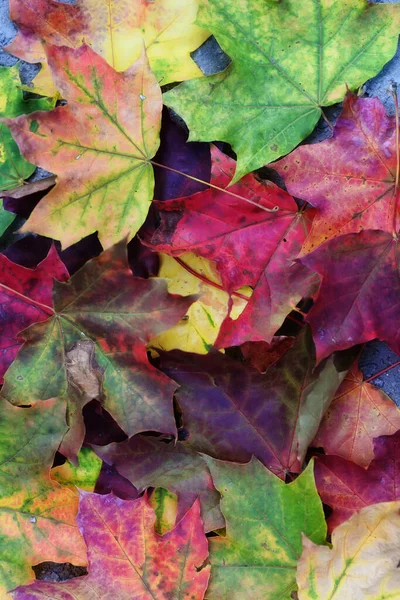 Pozadí Barevných Javorových Listů Podzimní Pozadí — Stock fotografie