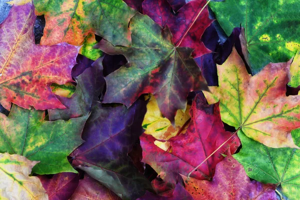 Background Colorful Maple Leaves Autumn Background — Stock Photo, Image