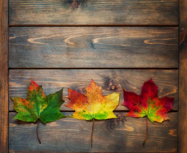 Tres Hojas Arce Color Sobre Fondo Madera Fondo Otoño —  Fotos de Stock