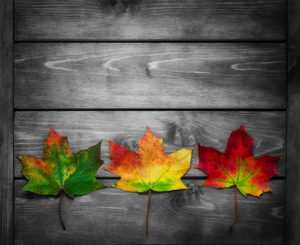 三种颜色的枫叶在木制背景上 秋季背景 — 图库照片