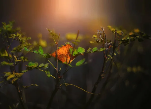 Fondo Borroso Otoño Con Hojas Coloridas —  Fotos de Stock