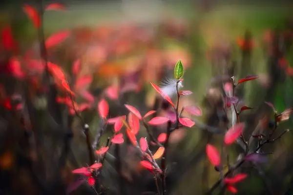 Fondo Borroso Otoño Con Hojas Coloridas —  Fotos de Stock