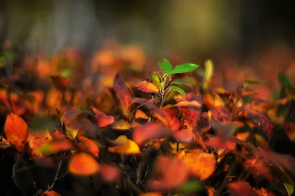 Blurred Autumn Background Colorful Leaves — Stock Photo, Image