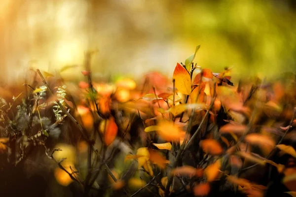 Fundo Outono Borrado Com Folhas Coloridas — Fotografia de Stock