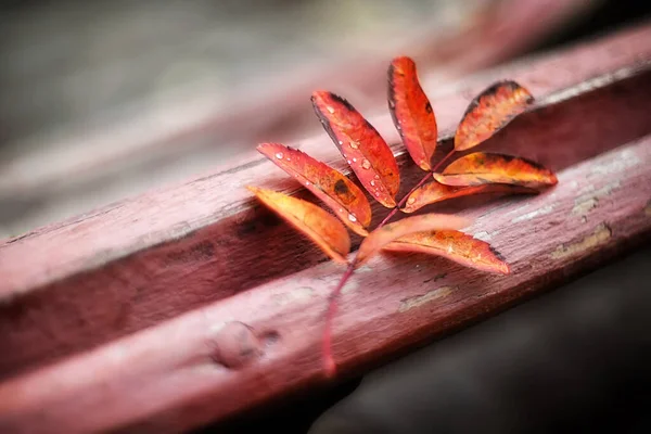 Hoja Roja Otoño Sobre Fondo Borroso —  Fotos de Stock