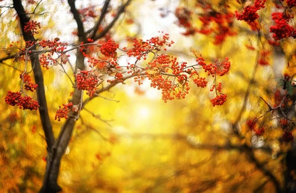 Vogelbeerenzweige Herbst Auf Einem Verschwommenen Gelben Hintergrund Herbstbereich — Stockfoto