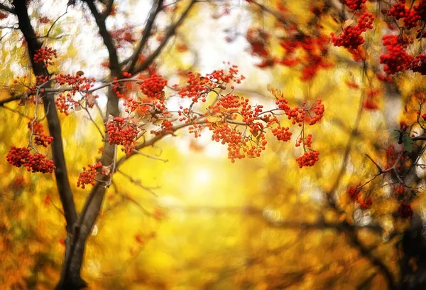 Vogelbeerenzweige Herbst Auf Einem Verschwommenen Gelben Hintergrund Herbstbereich — Stockfoto