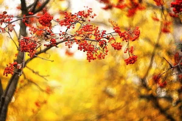 Rowan Takken Herfst Een Wazige Gele Achtergrond Autumn Terug — Stockfoto