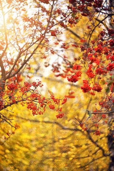 Gałęzie Łabędzia Jesienią Rozmytym Żółtym Tle Utumn Background — Zdjęcie stockowe