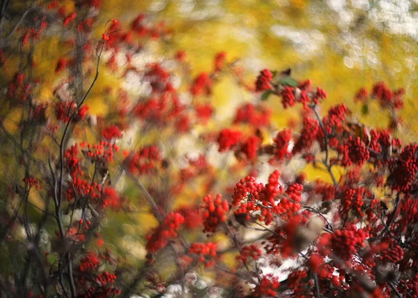 Rowan Sonbaharda Bulanık Sarı Bir Arkaplanda Dallanır Utumn Background — Stok fotoğraf