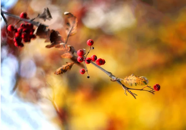 秋の黄色い枝がぼやけています 秋の背景 — ストック写真