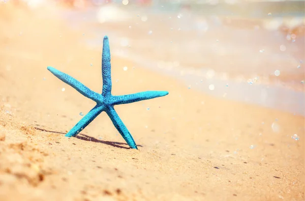 Starfish blue star on the sand by the sea on a hot sunny day. Summer background
