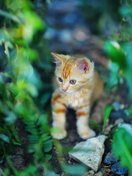 กแมวส แดงน กเล นกลางแจ ปภาพของล กแมวส แดงท ตาส เหล องในป — ภาพถ่ายสต็อก