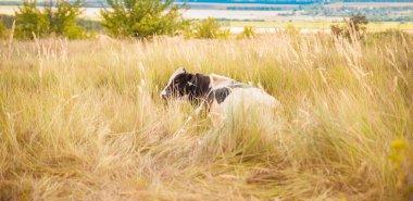 Otların arasındaki bir arazide siyah ve beyaz boğa. Boğa yılı. 2021 Sembolü